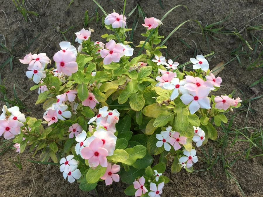 periwinkles called sadabahar in Hindi 1200